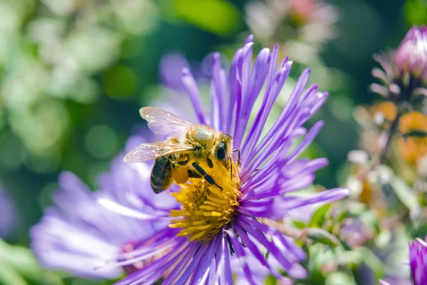 Biene Auf Einer Blume Aus Nächster Nähe Die Biene Sammelt — Stockfoto