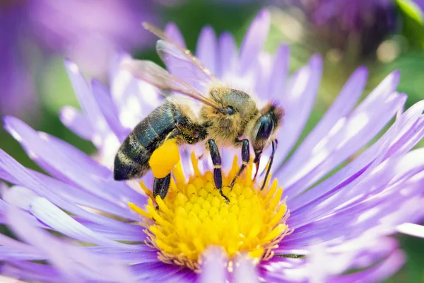 Biene Auf Einer Blume Aus Nächster Nähe Die Biene Sammelt — Stockfoto