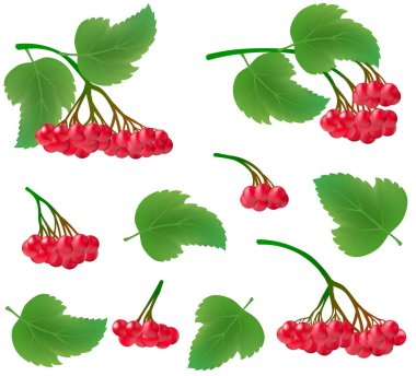 Kartopu çilek yaprakları ile gerçekçi kümeleri kümesi. Kırmızı çilek ve yeşil bir ağaç dalı yapraklarda. Yemekleri işleme için uygundur. Vektör çizim.