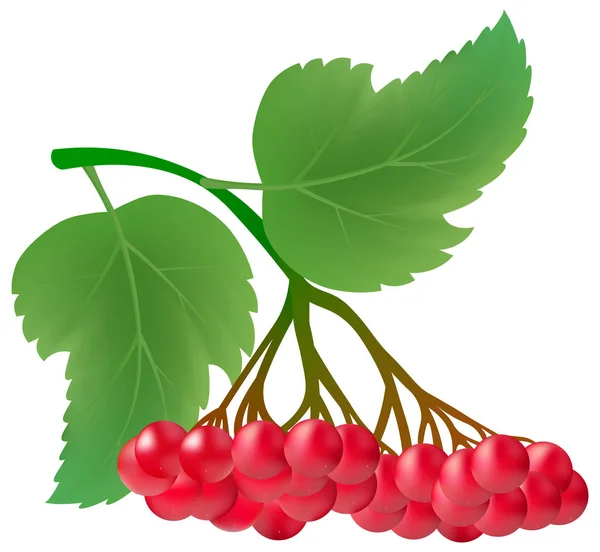 Realistic Bunch Viburnum Berries Leaves Red Berries Green Leaves Tree — Stock Vector