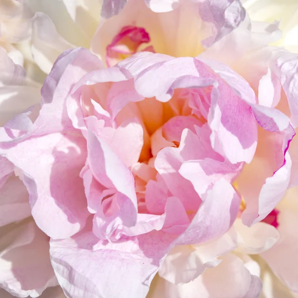 Vacker rosa-vit pion blomma växer i trädgården. Bakgrund — Stockfoto