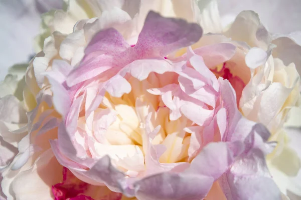 Vacker rosa-vit pion blomma växer i trädgården. Bakgrund — Stockfoto