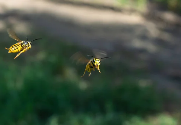 Uçuştaki wasp bize kamera bakar — Stok fotoğraf
