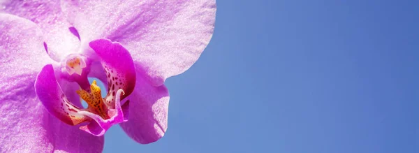 Blomma av vild orkidé på en bakgrund av blå himmel, närbild. Lämplig för ett vykort, banner, titelsida, affisch — Stockfoto