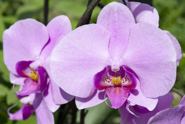Vild orkidé blomma i trädgården, närbild. Lämplig för vykort, banner, titelsida, affisch — Stockfoto