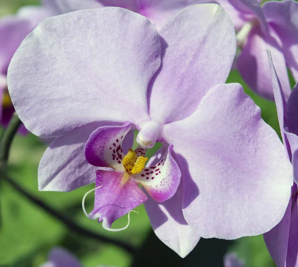 Vild orkidé blomma i trädgården, närbild. Lämplig för vykort, banner, titelsida, affisch — Stockfoto