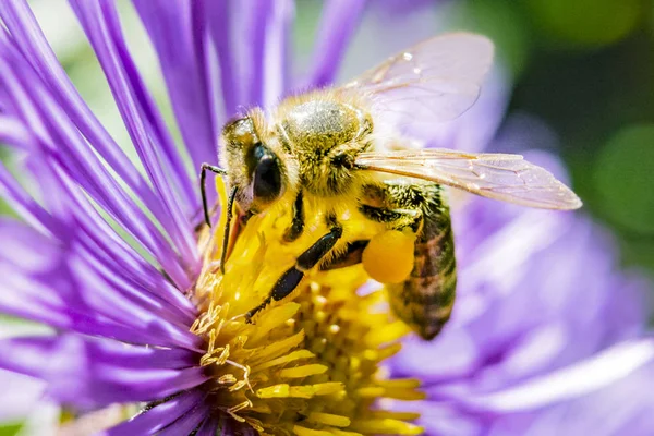 Biene auf einer Blume aus nächster Nähe — Stockfoto