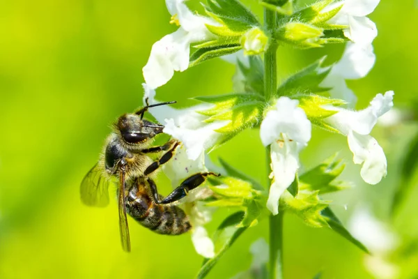 Biene auf einer Blume aus nächster Nähe — Stockfoto