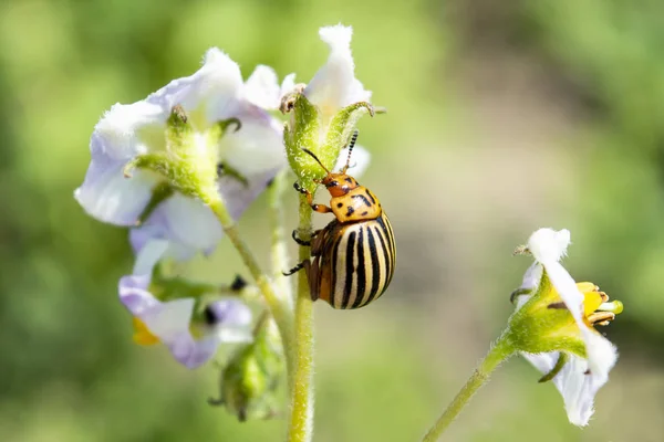 Der Kartoffelkäfer frisst eine Kartoffelblüte. Nahaufnahme — Stockfoto