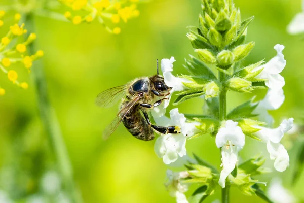 Biene auf einer Blume aus nächster Nähe — Stockfoto