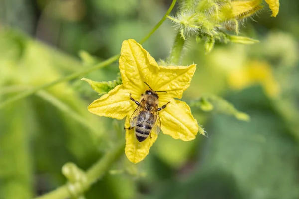 Bir arı sarı bir çiçeğin üzerinde oturur. Bir arı bir salatalık çiçeğini toza salar.. — Stok fotoğraf