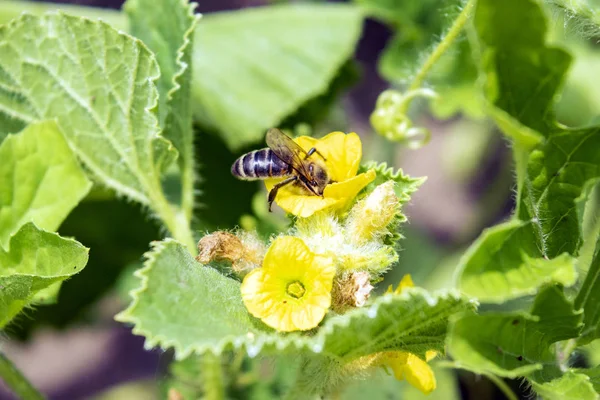 Eine Biene sitzt auf einer gelben Blume. eine Biene bestäubt eine Gurkenblüte. — Stockfoto