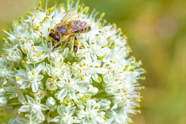 Eine Biene sitzt auf einer weißen, schönen Blume. Biene bestäubt Zwiebelblume. — Stockfoto