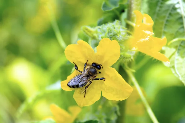 Eine Biene sitzt auf einer gelben Blume. eine Biene bestäubt eine Gurkenblüte. — Stockfoto