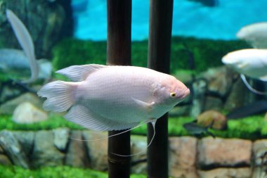 Balık, deniz kestanesi ve yengeçler, fugu ve yıldız yanı sıra sıcak mercan resifleri diğer sakinleri en yaklaşık yaşam koşulları içinde filme