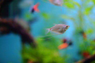 Balık, deniz kestanesi ve yengeçler, fugu ve yıldız yanı sıra sıcak mercan resifleri diğer sakinleri en yaklaşık yaşam koşulları içinde filme