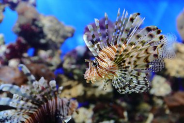 Balık, deniz kestanesi ve yengeçler, fugu ve yıldız yanı sıra sıcak mercan resifleri diğer sakinleri en yaklaşık yaşam koşulları içinde filme