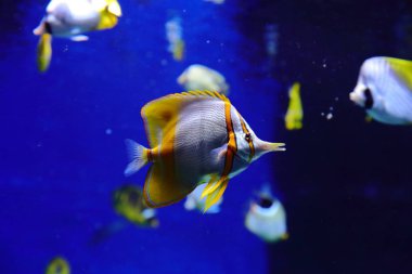 Balık, deniz kestanesi ve yengeçler, fugu ve yıldız yanı sıra sıcak mercan resifleri diğer sakinleri en yaklaşık yaşam koşulları içinde filme