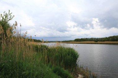 Sonbahar, bulutlu akşam nehir, ağaçlar ve çim üzerinde hala yeşil, ama sazlık kurudu ve haline altın