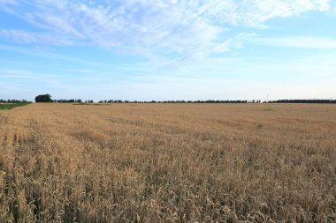 Büyük açık alan altın buğday uyum karşı mavi gökyüzü görünüyor