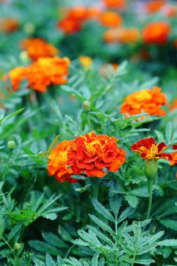 Marigolds, en alışılmadık çiçekler onların parlak tomurcukları her zaman yeşil çiçek yatakta görülebilir