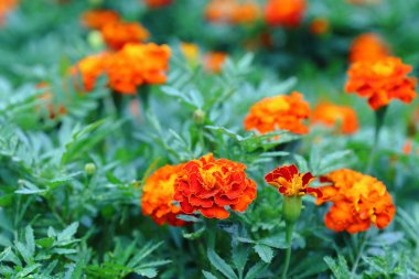 Marigolds, en alışılmadık çiçekler onların parlak tomurcukları her zaman yeşil çiçek yatakta görülebilir