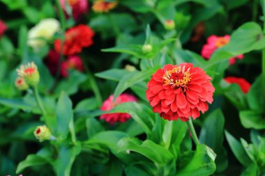 Zinnia yeşil Çiçeklik arka plan üzerinde kırmızı çiçekler