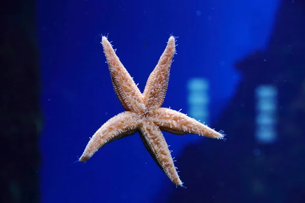 Fische Seeigel Und Krabben Fugu Und Sterne Sowie Andere Bewohner — Stockfoto