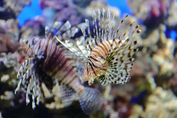 Peixes Ouriços Mar Caranguejos Fugu Estrelas Bem Como Outros Habitantes — Fotografia de Stock