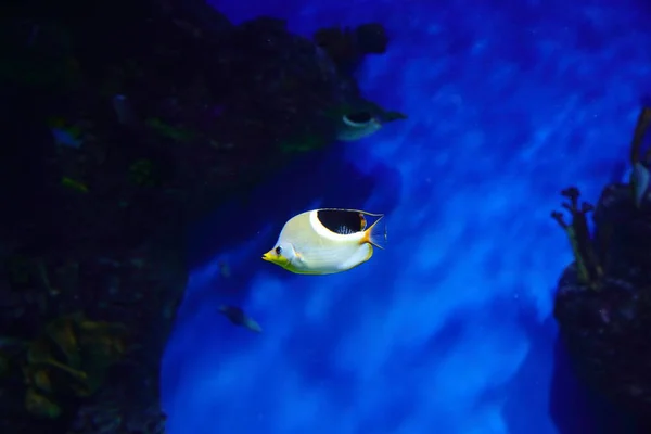 Рыба Морские Ежки Крабы Фугу Звезды Другие Обитатели Теплых Коралловых — стоковое фото