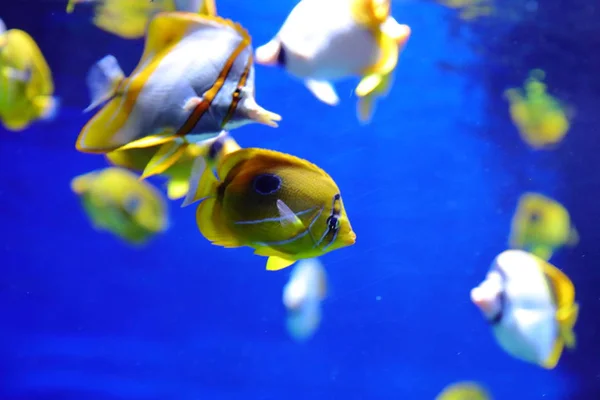 Peixes Ouriços Mar Caranguejos Fugu Estrelas Bem Como Outros Habitantes — Fotografia de Stock