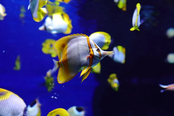 Fische Seeigel Und Krabben Fugu Und Sterne Sowie Andere Bewohner — Stockfoto