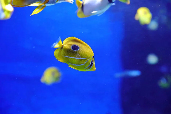 Fische Seeigel Und Krabben Fugu Und Sterne Sowie Andere Bewohner — Stockfoto
