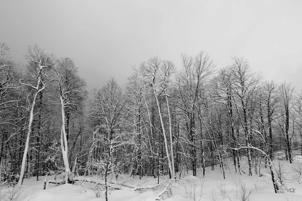 Черно Белые Фотографии Горнолыжных Склонов Подъемников Зимой Снежные Склоны Гор — стоковое фото