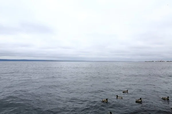 Outono Noite Chuvosa Grupo Patos Migratórios Selvagens Parou Para Relaxar — Fotografia de Stock