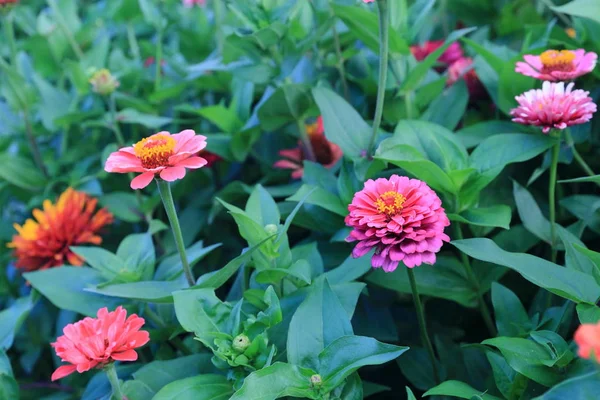 Zinnia Röda Blommor Grön Blomma Säng Bakgrund Fantastiska Blommor Med — Stockfoto