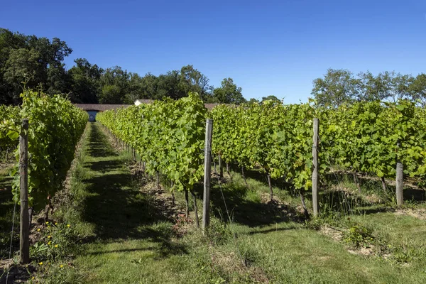 Vineyard Chateau Monbazillac Town Bergerac Dordogne Area Nouvelle Aquitaine Region — Stock Photo, Image