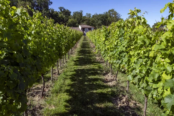 フランスのヌーヴェル アキテーヌ地方のドルドーニュ県地区ベルジュ ラックの町の近くの畑のワイン館 — ストック写真