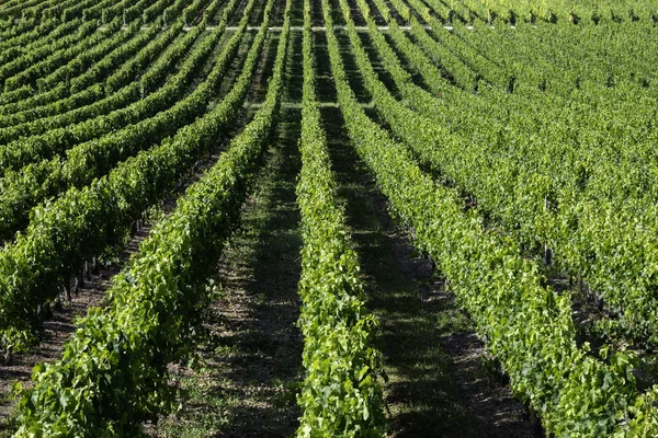 Wine Production Rows Vines Vineyard Dordogne Region France — Stock Photo, Image