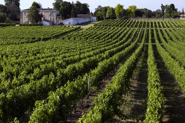 Wine Production Rows Vines Vineyard Dordogne Region France — Stock Photo, Image