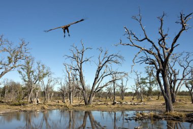 Lappetfaced Botswana'da Okavango Deltası toprak geliyor akbaba (Aegypius tracheliotus)