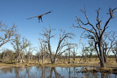 A Lappetfaced Vulture (Aegypius tracheliotus) coming in to land in the Okavango Delta in Botswana clipart