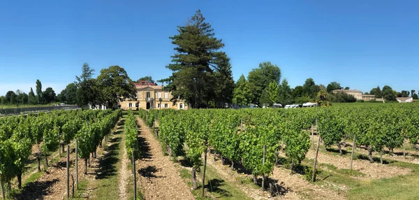 Vinhedos Chateau Marquis Vaban Perto Cidade Blaye Região Nouvelle Aquitaine — Fotografia de Stock