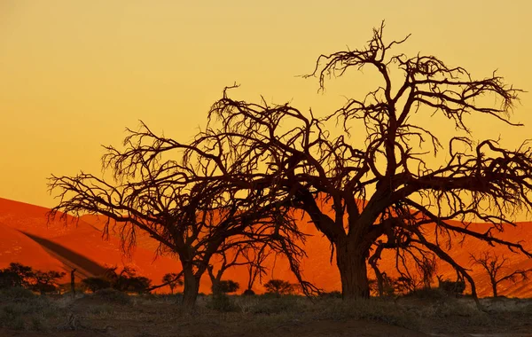 Puesta Sol Sossusvlei Desierto Namib Parque Nacional Namib Naukluft Namibia — Foto de Stock