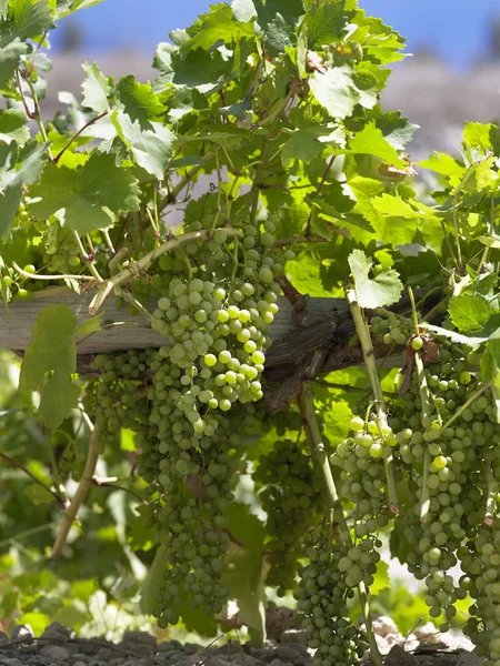 Weinproduktion - Trauben an einer Weinrebe — Stockfoto