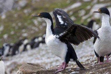 Falkland Adaları'nda imparatorluk üreticisidir (Phalacrocorax atriceps albiventer).