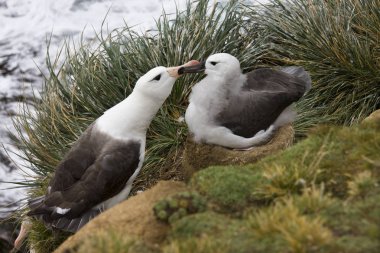 Kara kaşlı Albatros (Thalassarche melanophrys) - anne ve genç Saunders Adası batı Falkland Falkland Adaları'nda 'Rookery'