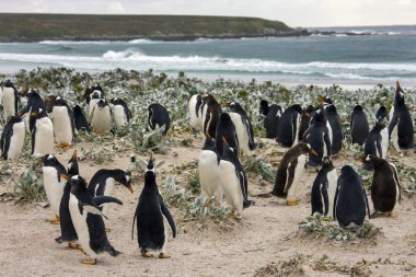 Gentoo penguen kolonisi (Pygoscelis papua) - Falkland Adaları'nda Doğu Falkland noktasında gönüllü.