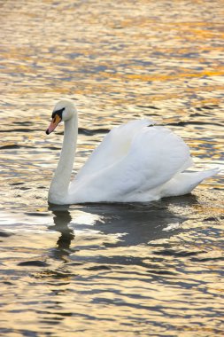 Female Mute Swan (Cygnus olor) on the River Ant in the Norfolk Broads in East Anglia in the United Kingdom. The huge, but elegant Mute Swan is one of the most familiar of waterfowl. clipart