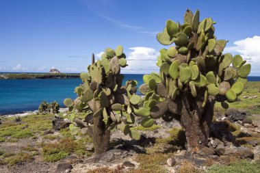 Güney Plaza Adası Galapagos Adaları - Ekvador'dev inciri kaktüs (Opuntia spp.).
